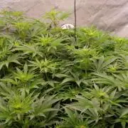Insane OG, autopot