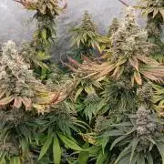 Insane OG, autopot