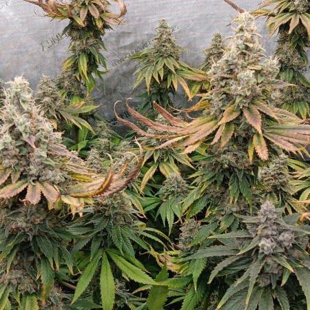 Insane OG, autopot