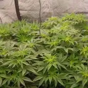 Insane OG, autopot