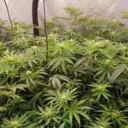 Insane OG, autopot