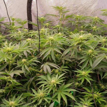 Insane OG, autopot