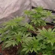 Insane OG, autopot