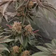Mangozteen / Living soil / Autopot