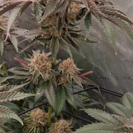 Mangozteen / Living soil / Autopot