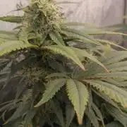 Insane OG, autopot