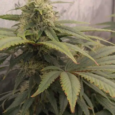 Insane OG, autopot
