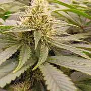 Insane OG, autopot