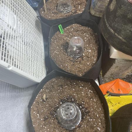 2025 autoflower grow