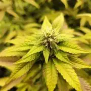 Cookies Gelato cuts #1