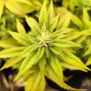 Cookies Gelato cuts #1