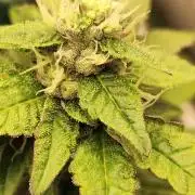 Cookies Gelato cuts #1