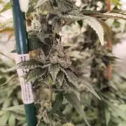 Cookies Gelato cuts #1