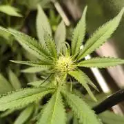 MXOP CUTS #2