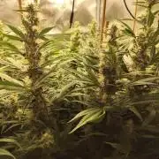 Mimosa x Orange Punch