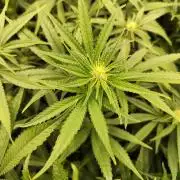 Mimosa x Orange Punch