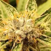 Mimosa x Orange Punch