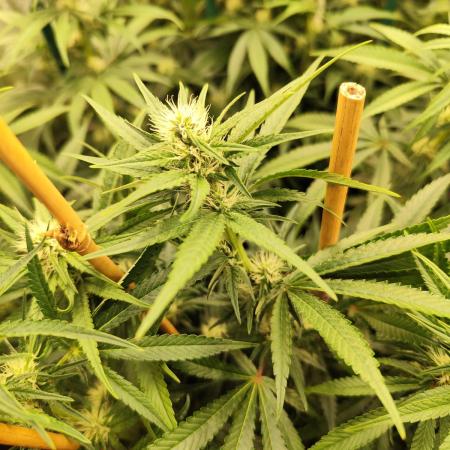 Mimosa x Orange Punch