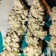 Cookies Gelato cuts #1