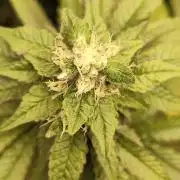 Cookies Gelato cuts #1