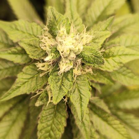 Cookies Gelato cuts #1