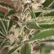 MXOP CUTS #2