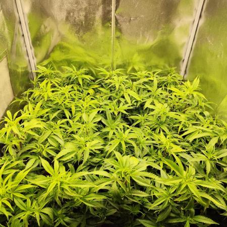 Mimosa x Orange Punch