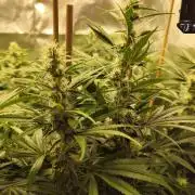 Mimosa x Orange Punch