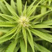 Mimosa x Orange Punch