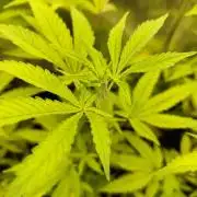 Cookies Gelato cuts #1