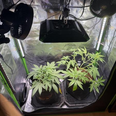Mango 42Fastbuds