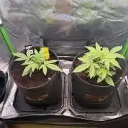 Mango 42Fastbuds