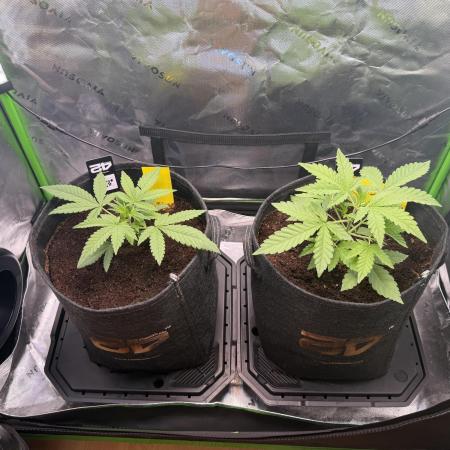 Mango 42Fastbuds