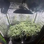 Mango 42Fastbuds