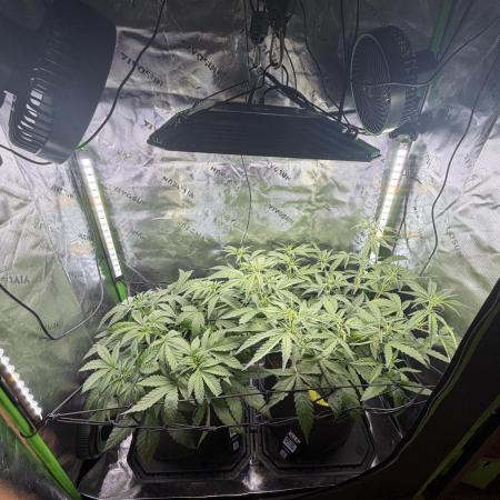 Mango 42Fastbuds