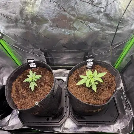 Mango 42Fastbuds