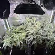 Mango 42Fastbuds