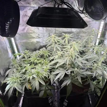 Mango 42Fastbuds