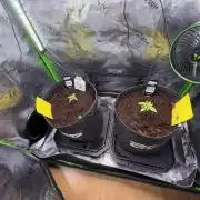 Mango 42Fastbuds