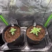 Mango 42Fastbuds