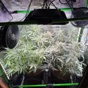 Mango 42Fastbuds