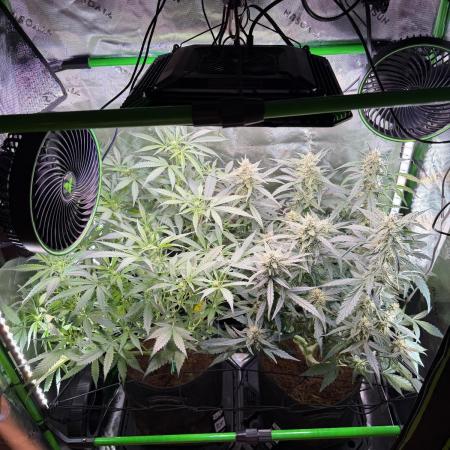 Mango Frost & Mango Cherry Runtz