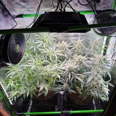Mango 42Fastbuds