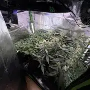 Mango 42Fastbuds