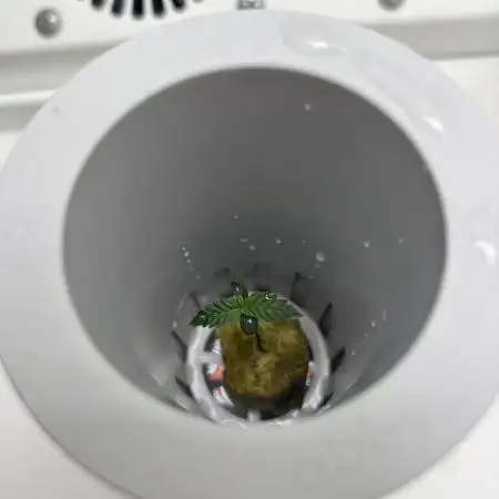 *MAKI* First Ever Grow!+Hey Abby OG DWC