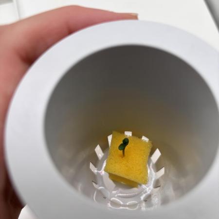 First Ever Grow!+Hey Abby OG Hydro/DWC