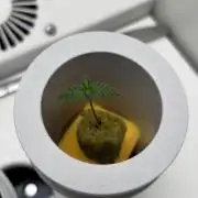 *MAKI* First Ever Grow!+Hey Abby OG DWC