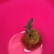 *MAKI* First Ever Grow!+Hey Abby OG DWC