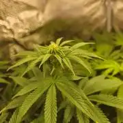 Royal AK Fem + O.G. Kush RQS