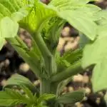 Royal AK Fem + O.G. Kush RQS